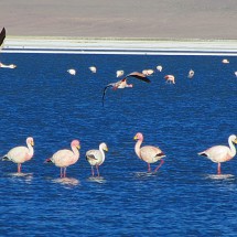 Adult Flamingos